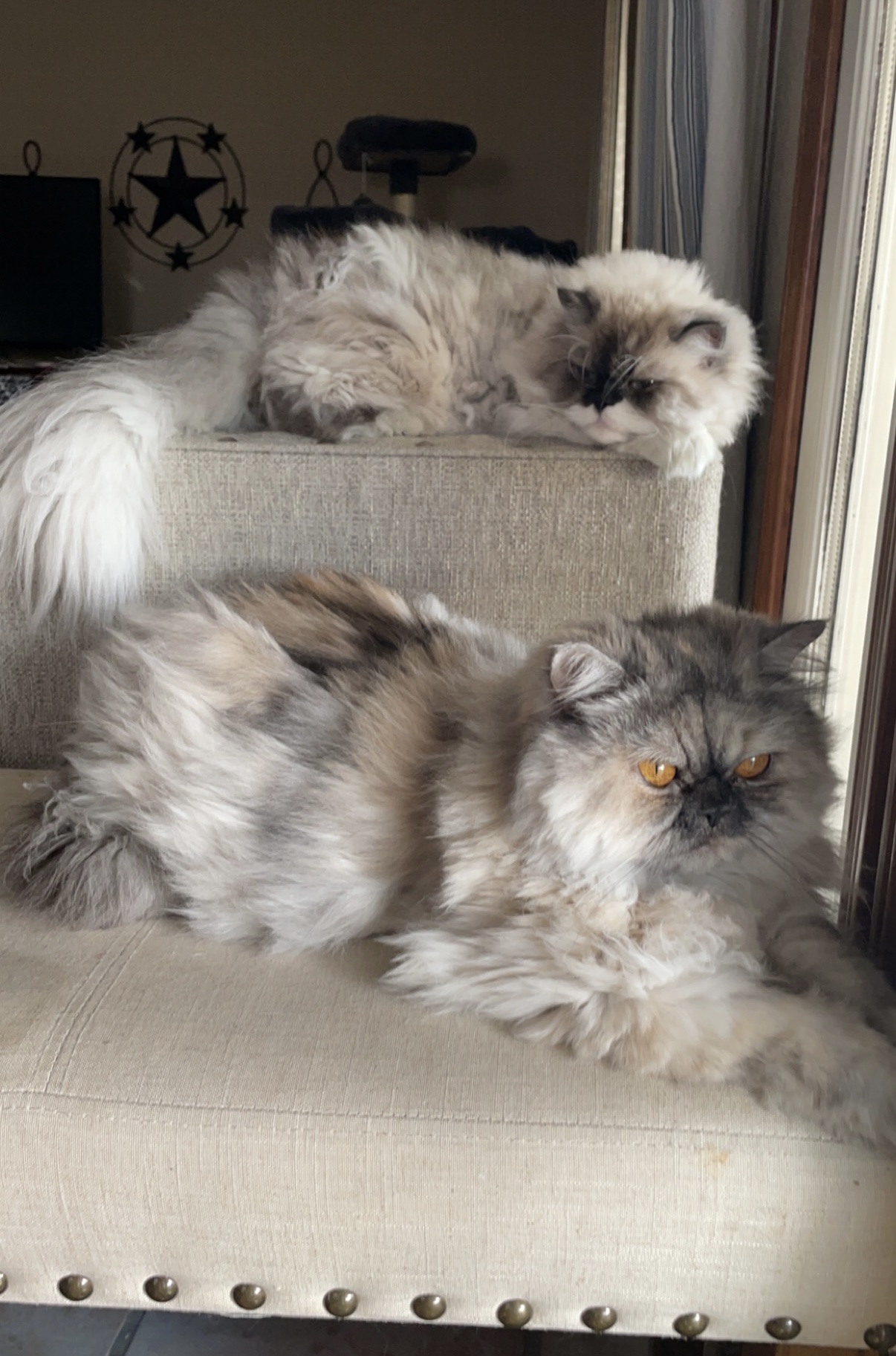 Persian cat relaxing indoors