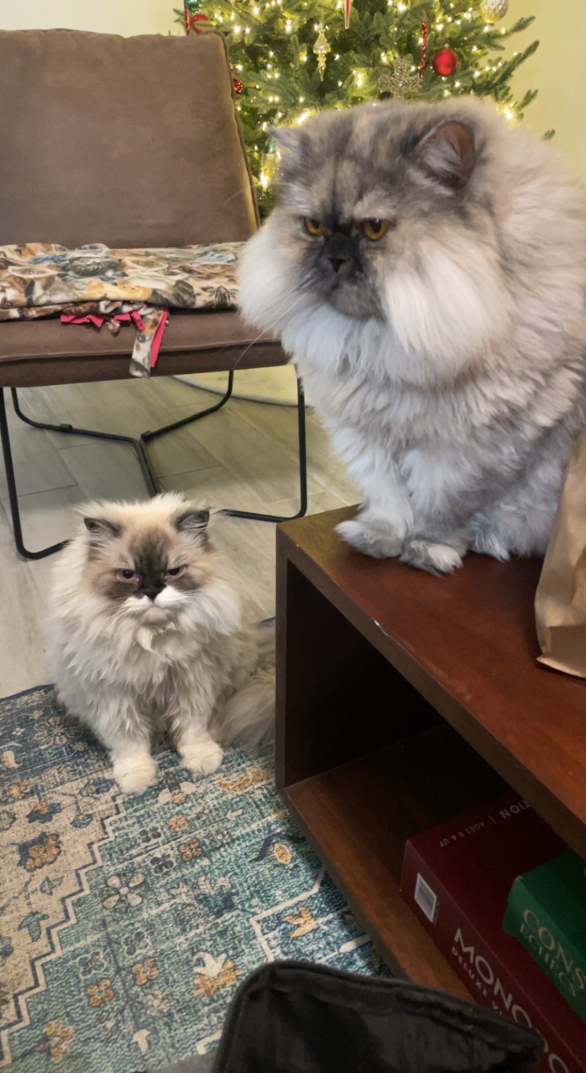 Two Persians by Christmas tree looking grumpy