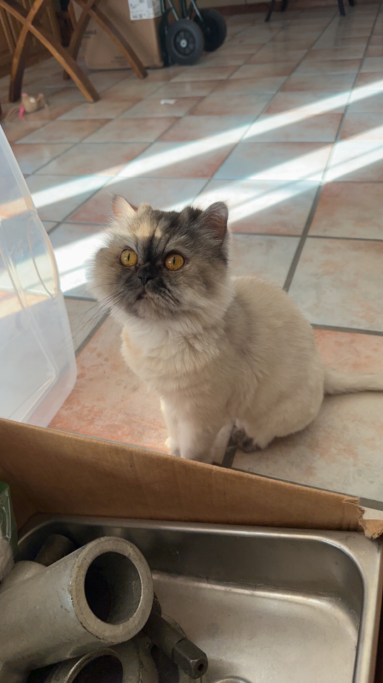 Persian sitting on kitchen floor looking up