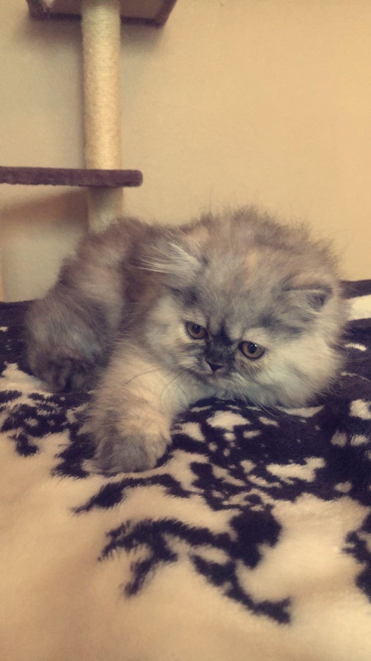 Silver Persian kitten lounging by cat tree