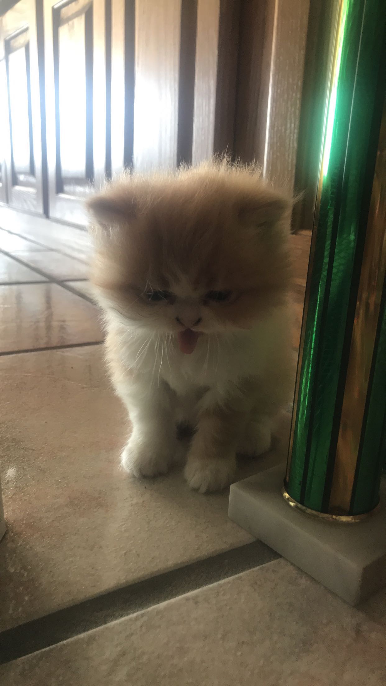 Persian kitten hissing by green pole