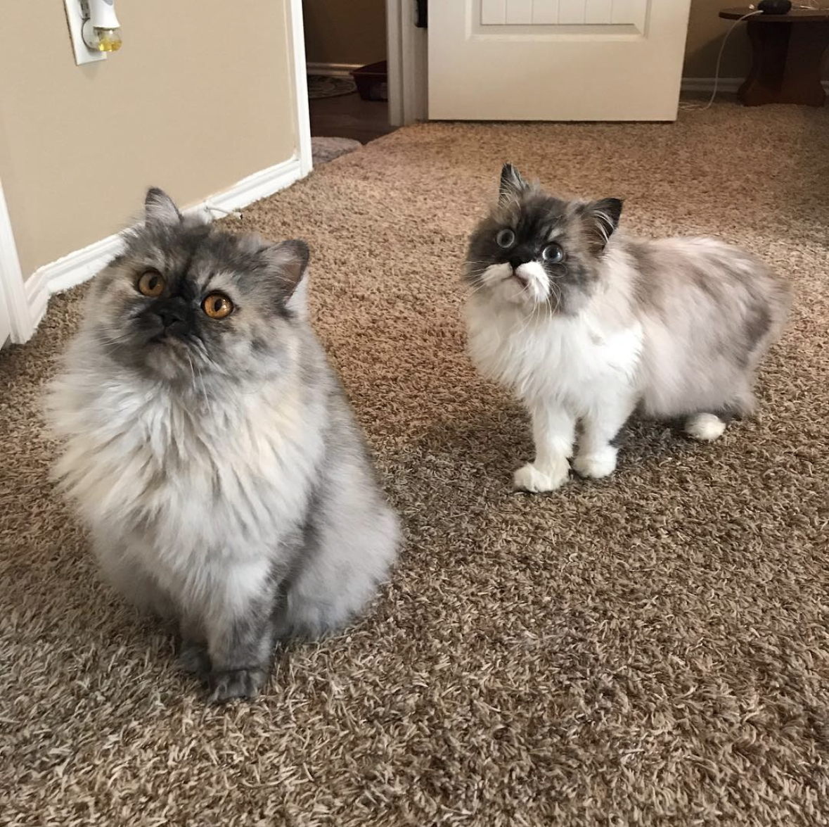 Two Persians sitting on carpet looking up