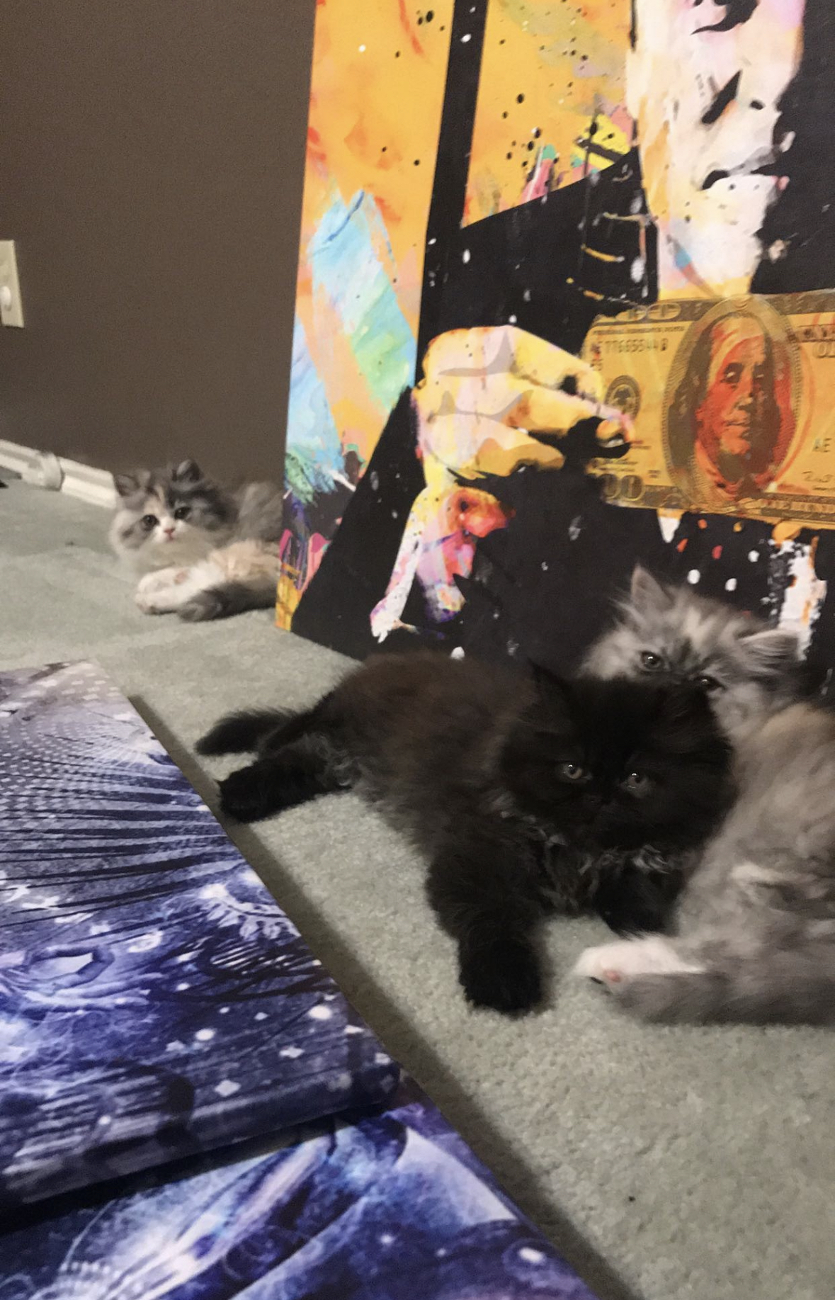 Persian kittens lounging by pop art