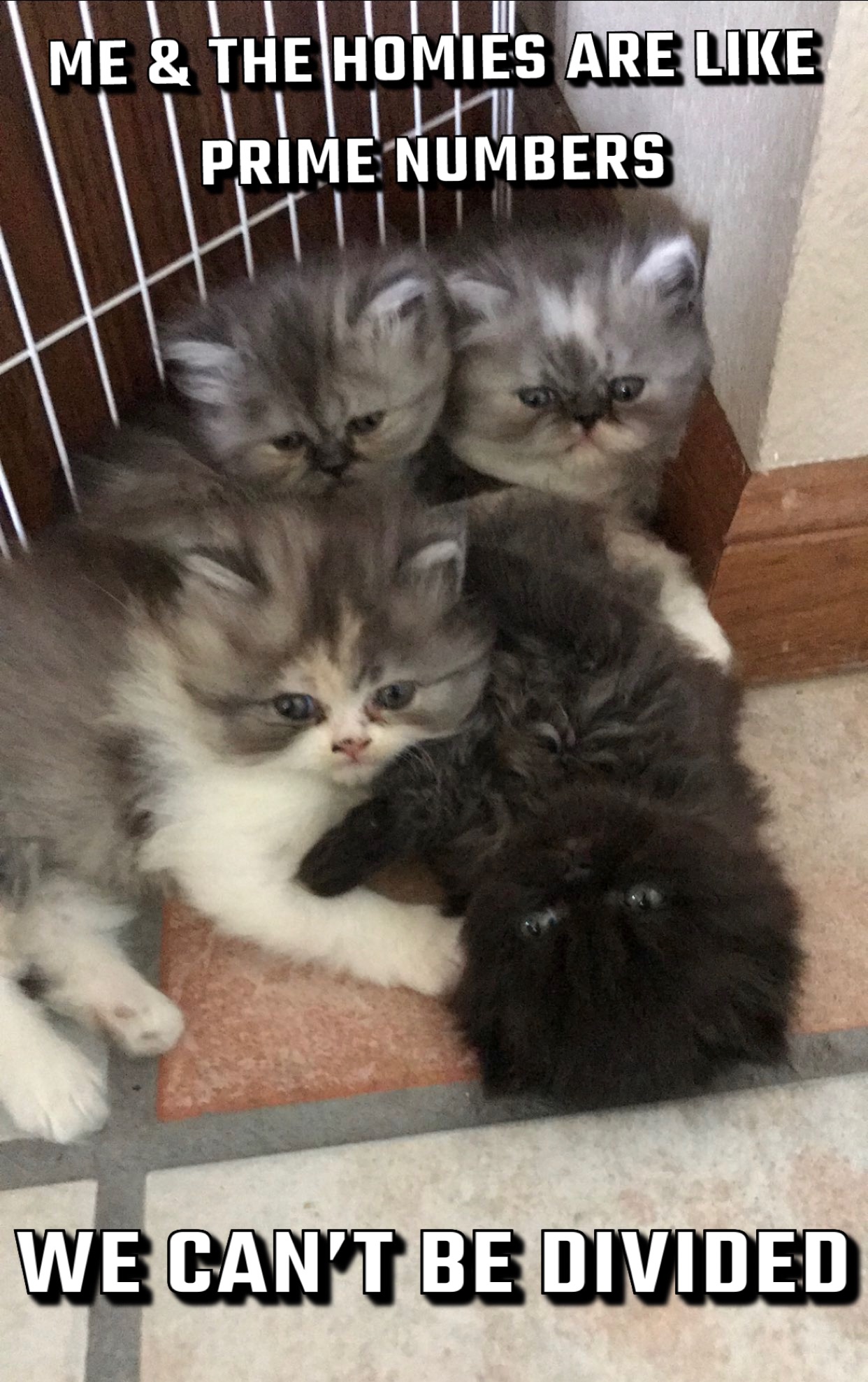 Group of Persian kittens huddled together
