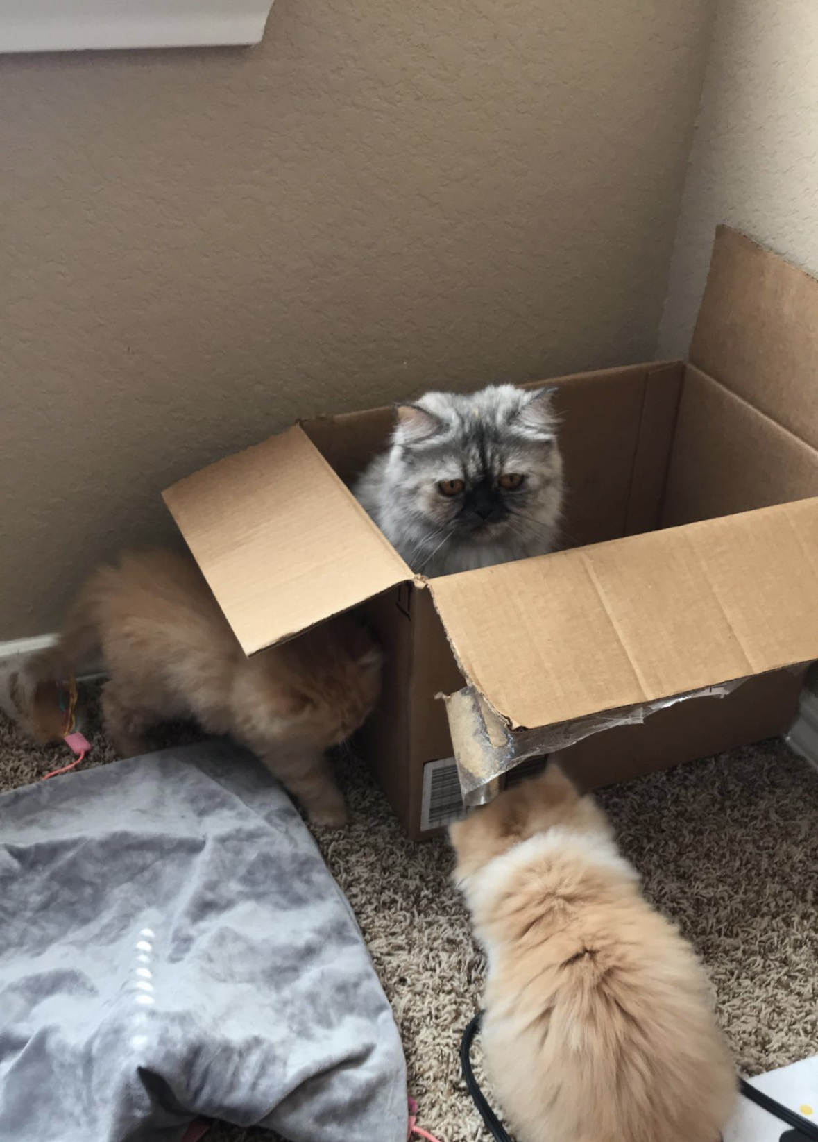 Persian in cardboard box while others watch