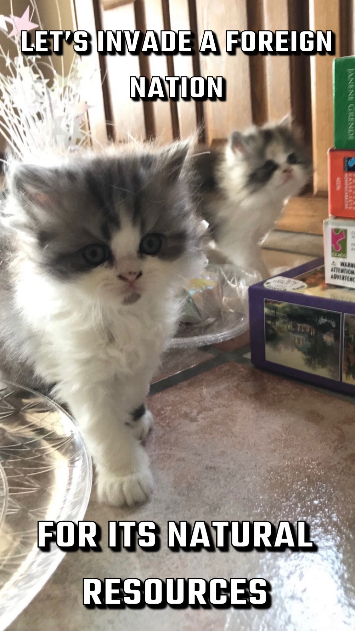 Tiny kitten exploring countertop