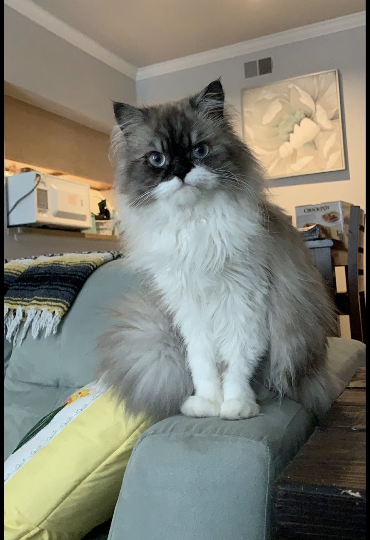 Himalayan Persian perched on couch arm