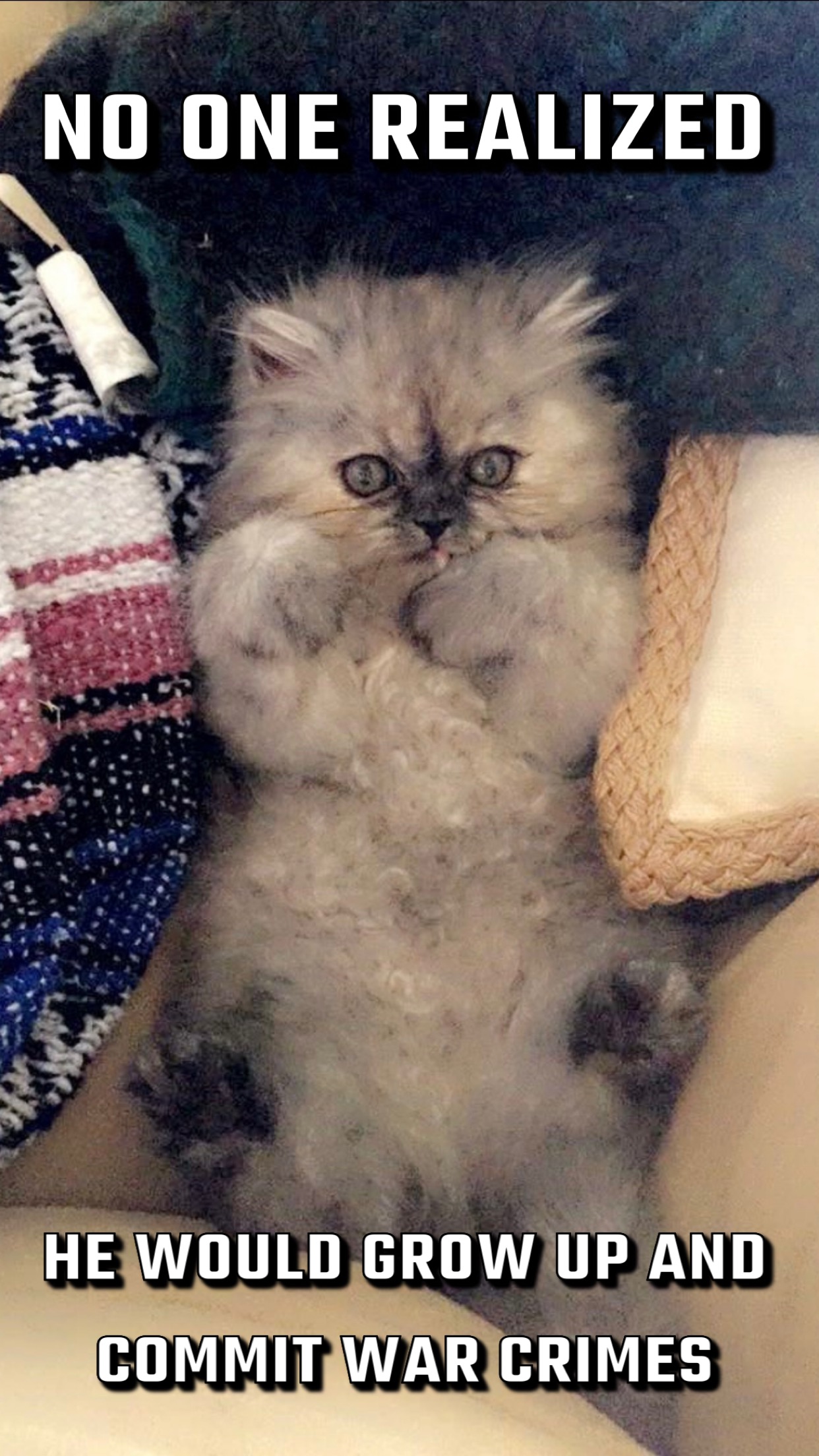 Scruffy kitten lying on back with paws up