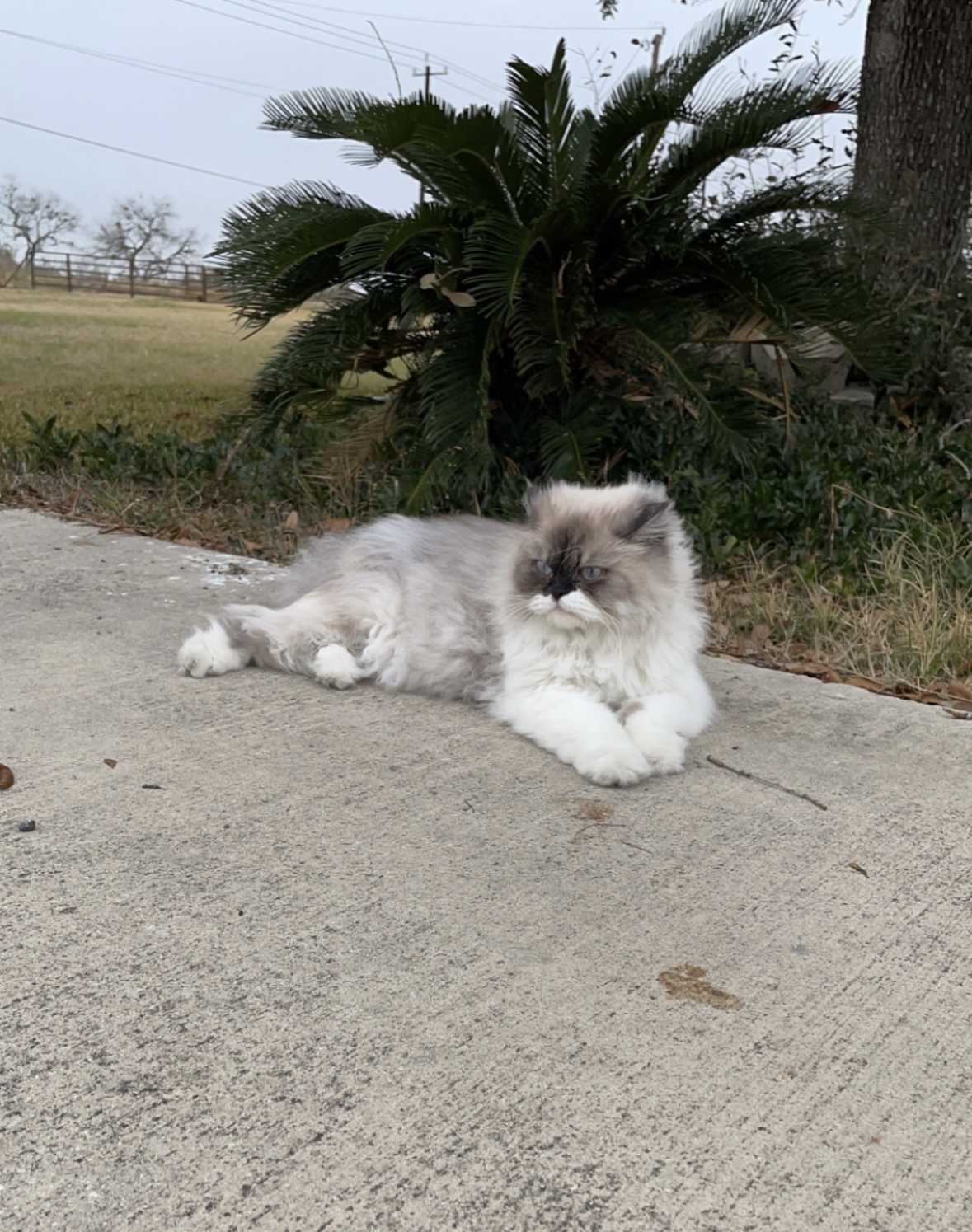 Persian lounging on driveway under palm tree