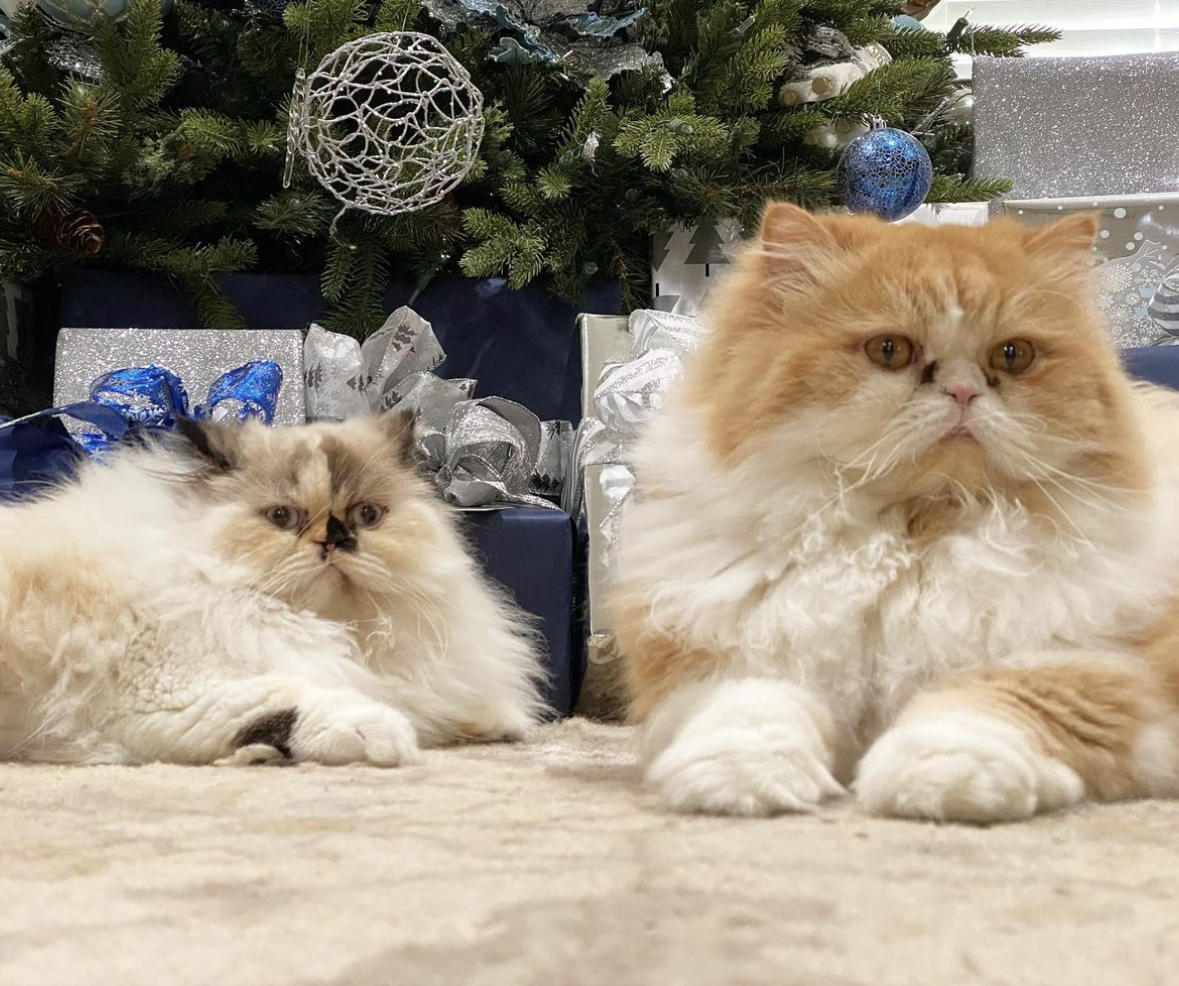 Two golden Persians posing by Christmas gifts
