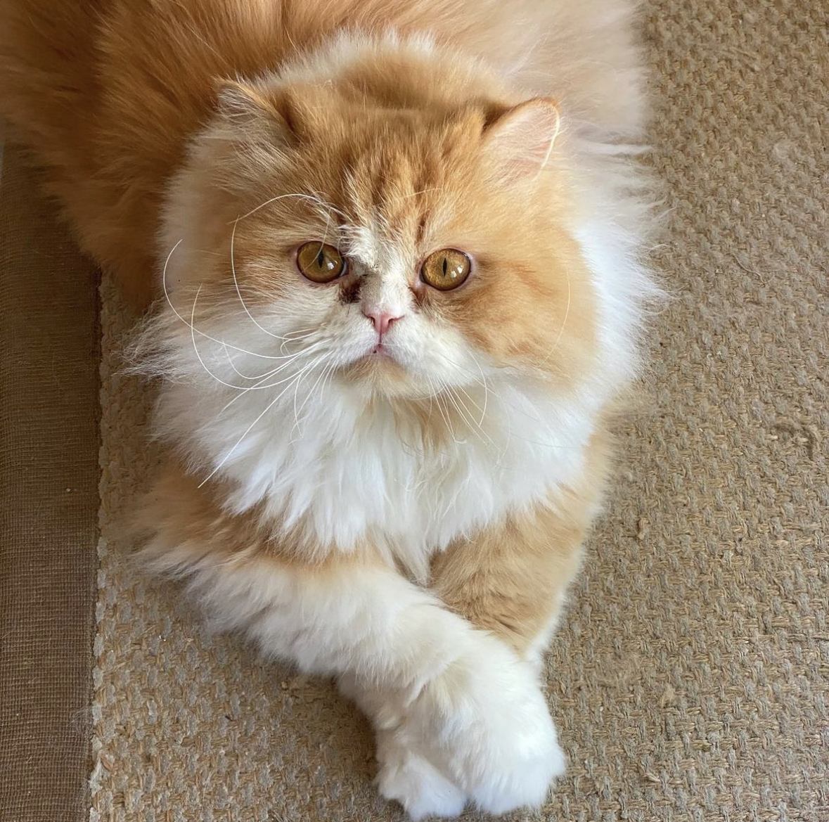 Golden Persian looking up with big amber eyes