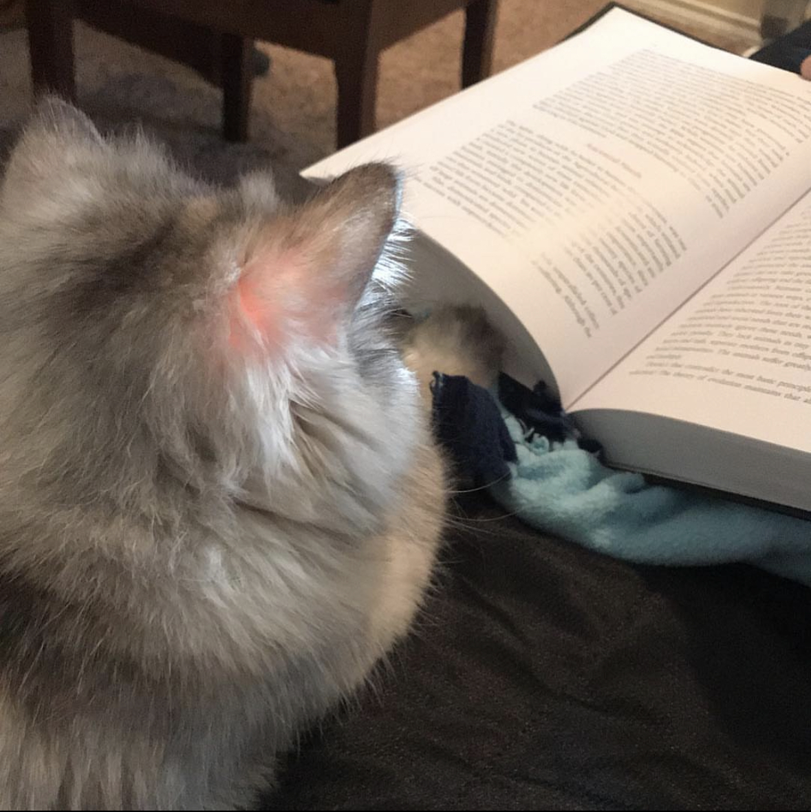 Persian reading an open book