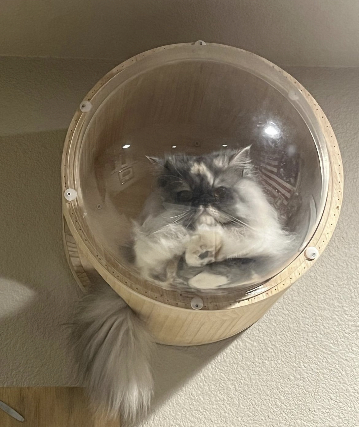 Persian in clear bubble dome wall bed