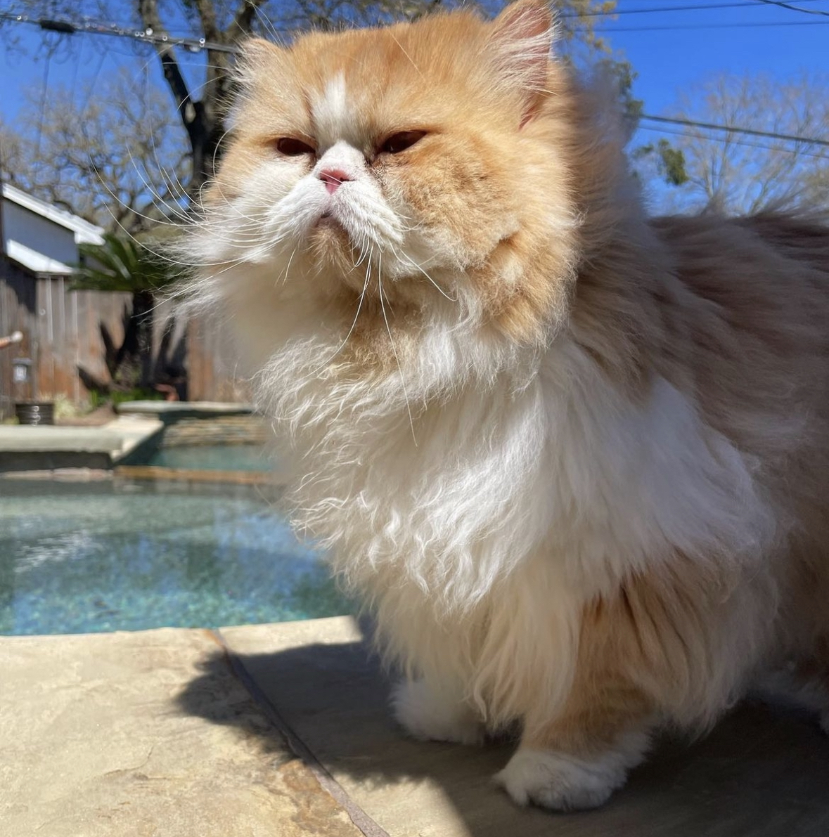 Golden Persian squinting by the pool