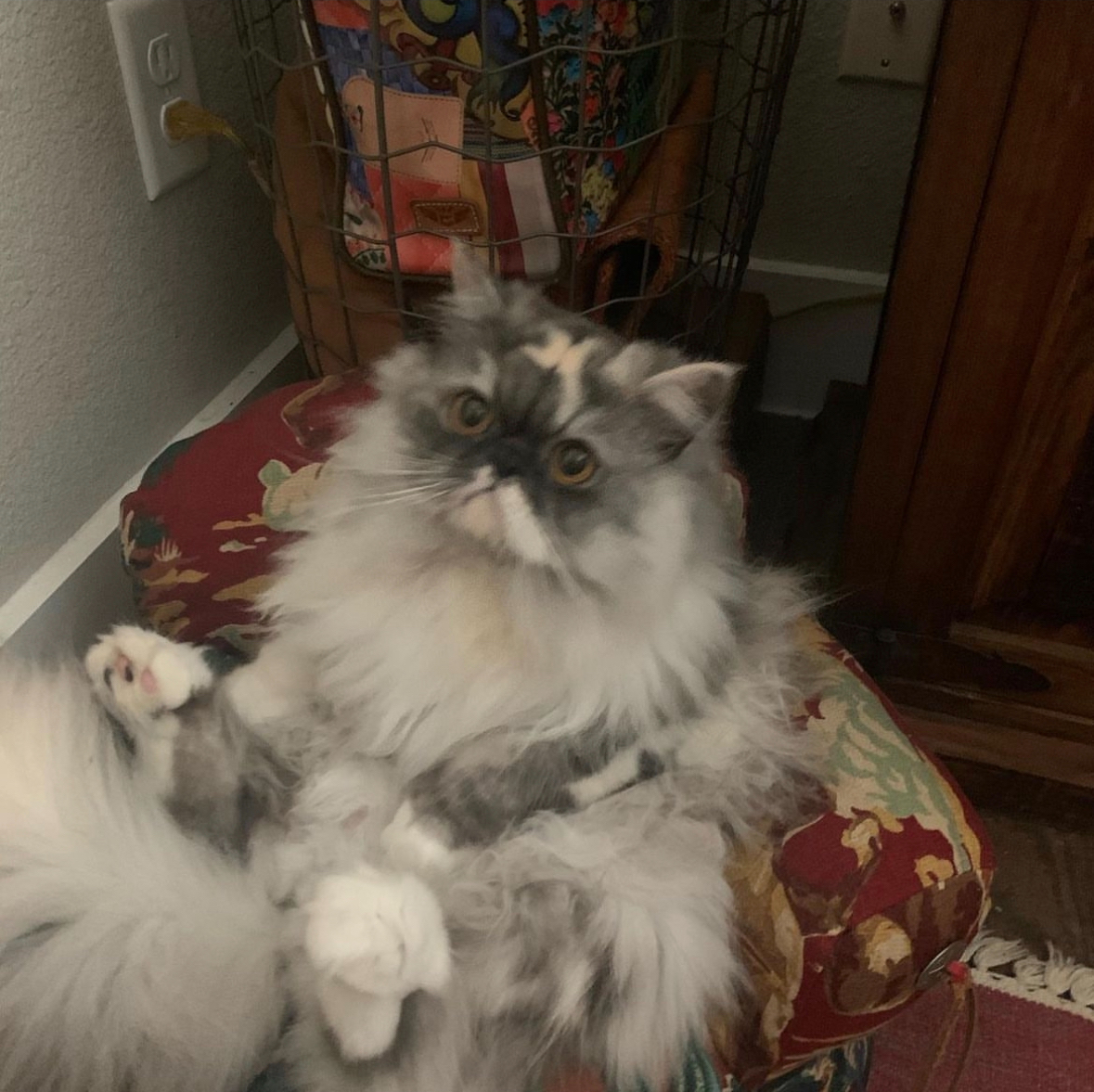 Fluffy Persian sitting in armchair like a king