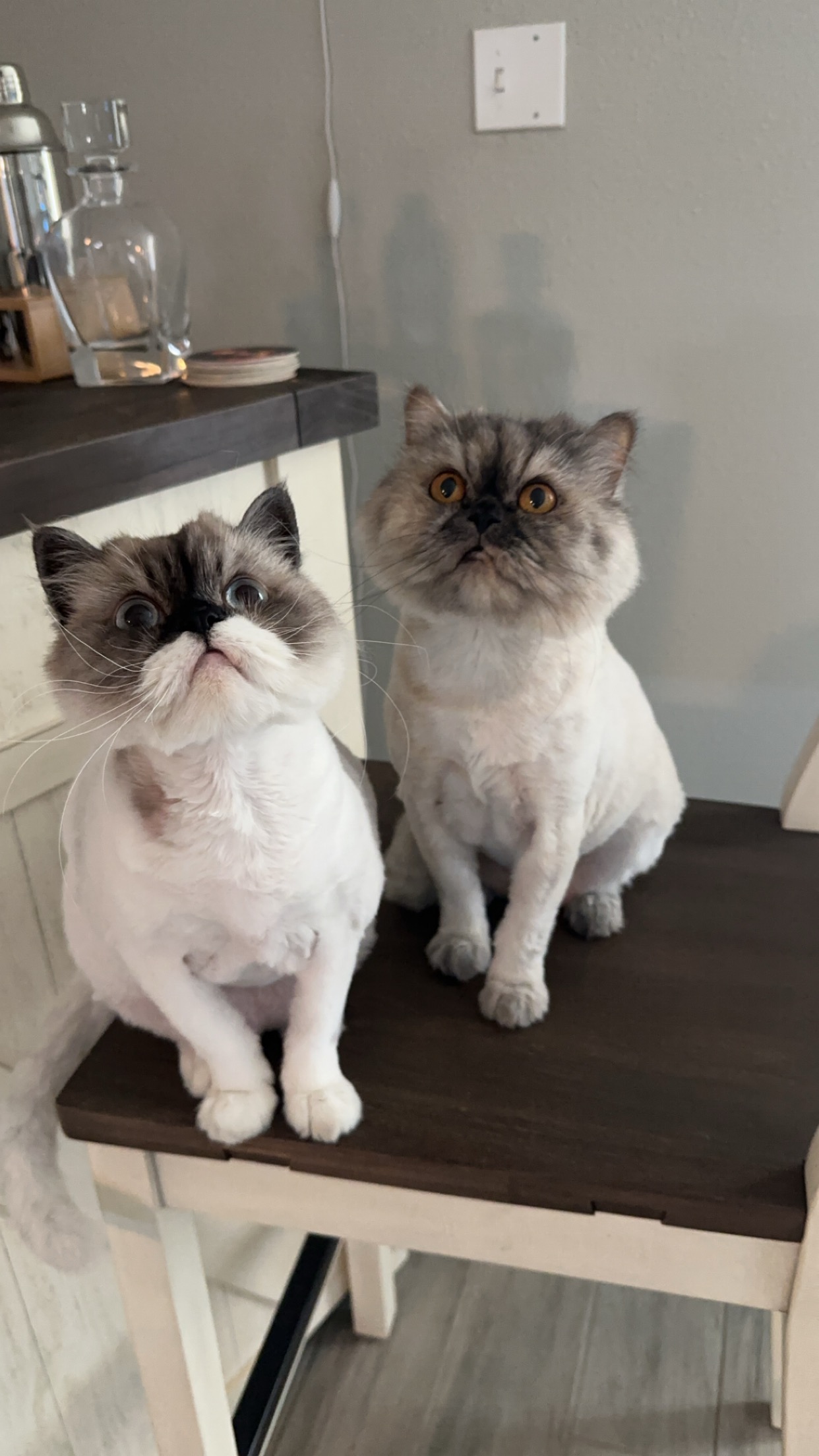 Two shaved Persians sitting on kitchen stool