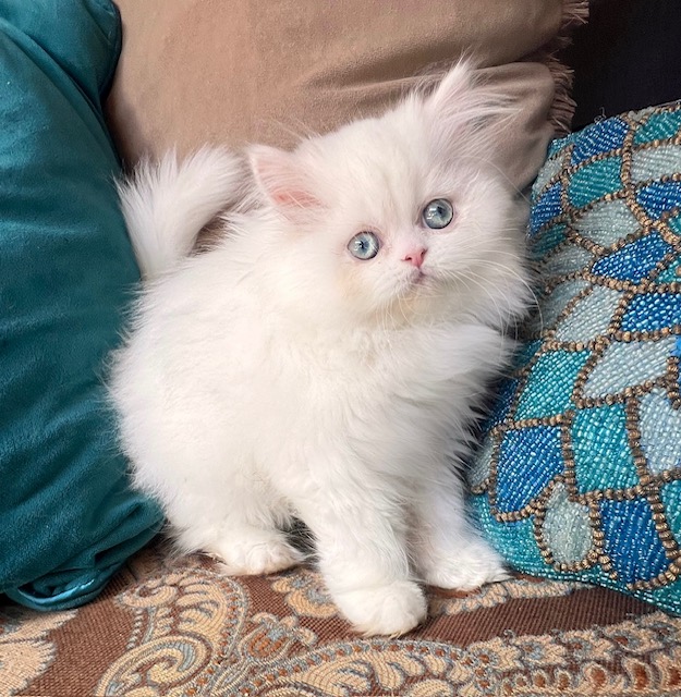 White Persian kitten with blue eyes on pillows