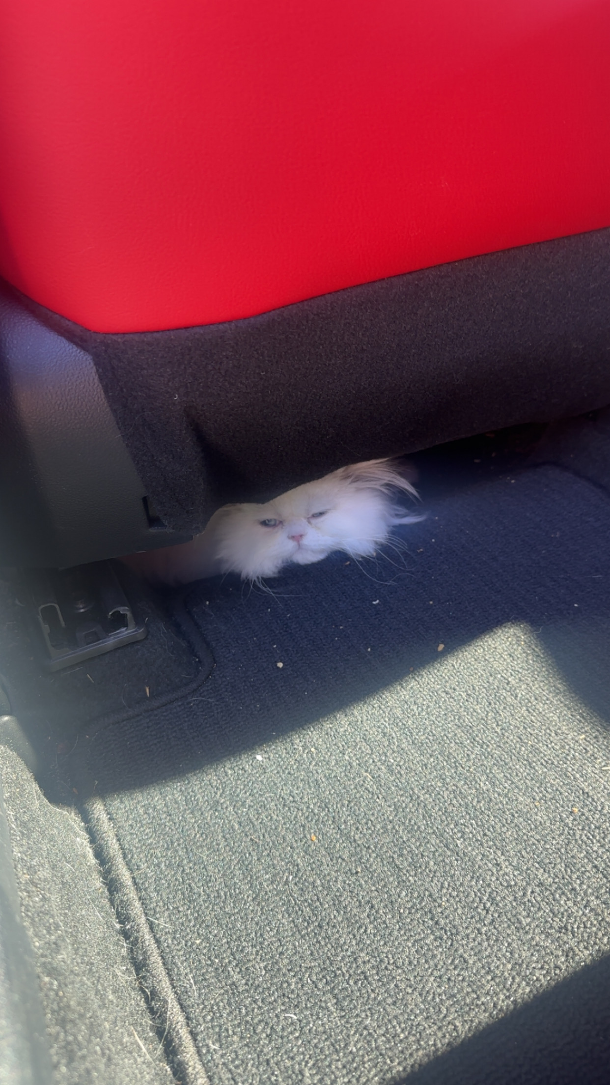 White Persian peeking from under car seat